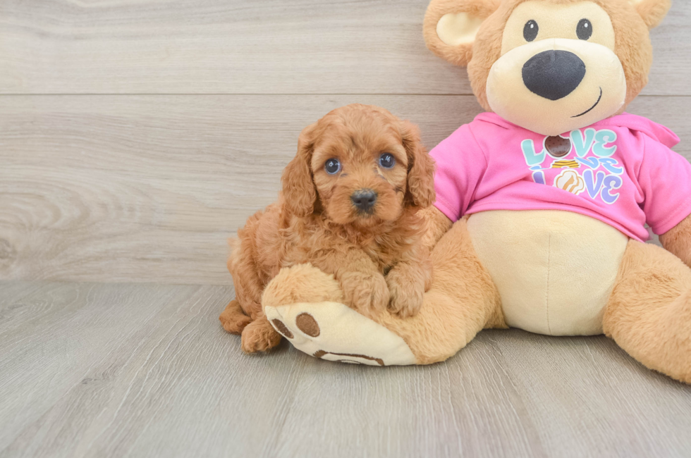 5 week old Cavapoo Puppy For Sale - Pilesgrove Pups