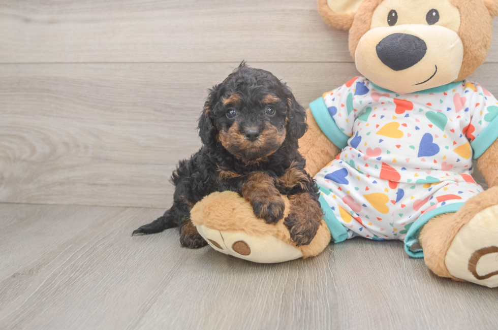 5 week old Cavapoo Puppy For Sale - Pilesgrove Pups