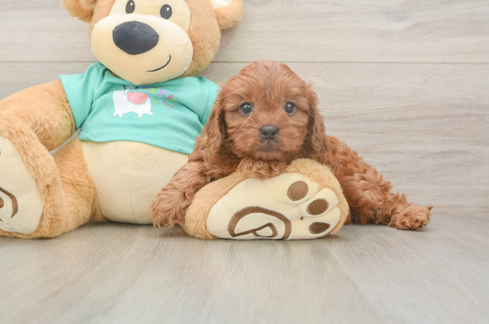 6 week old Cavapoo Puppy For Sale - Pilesgrove Pups