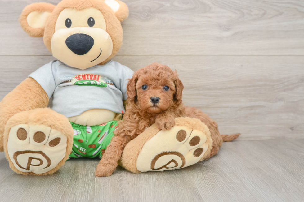 Cavapoo Pup Being Cute