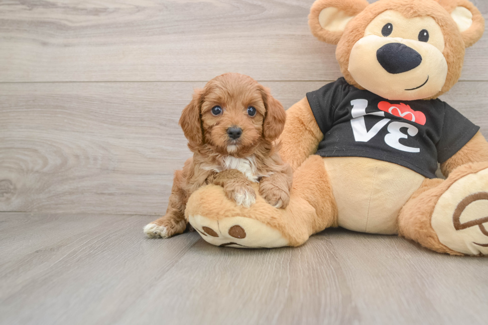 Cavapoo Puppy for Adoption