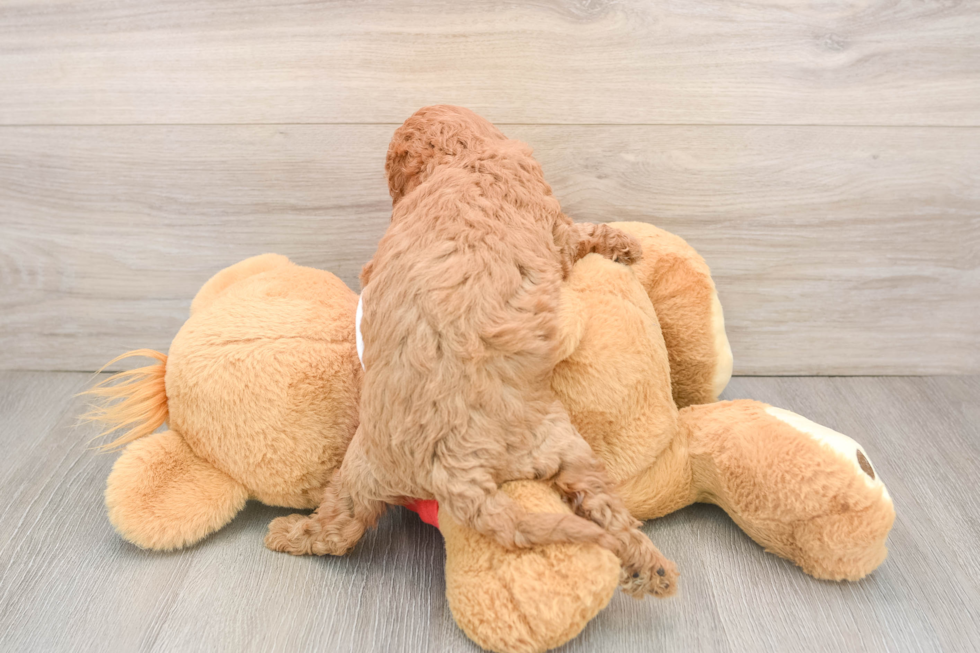 Best Cavapoo Baby