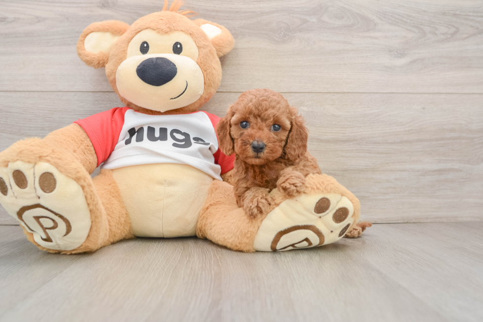 Best Cavapoo Baby