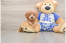 Best Cavapoo Baby