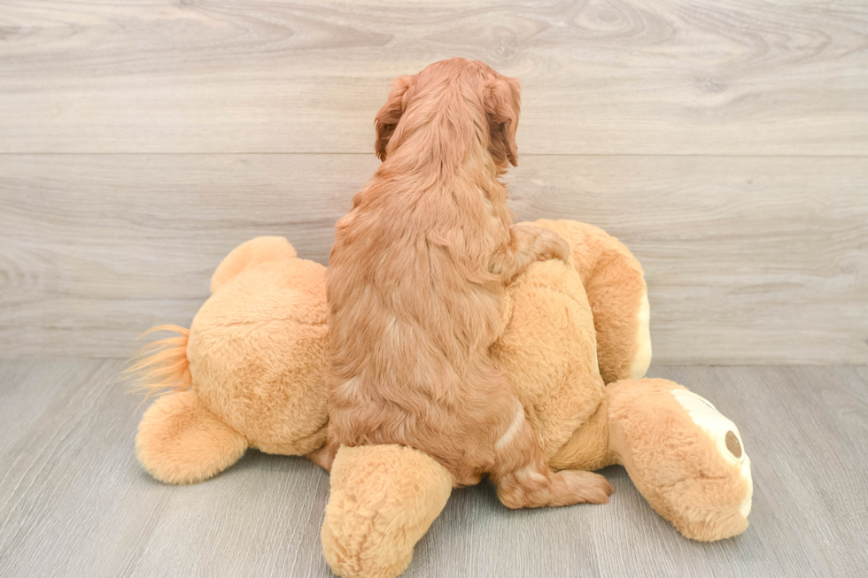 Best Cavapoo Baby