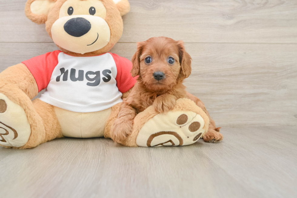 Little Cavipoo Poodle Mix Puppy