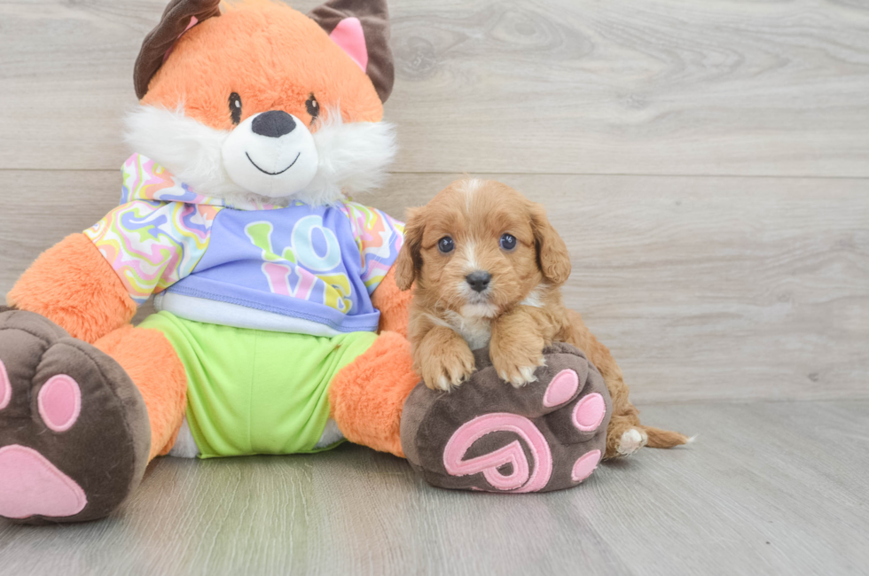 6 week old Cavapoo Puppy For Sale - Pilesgrove Pups