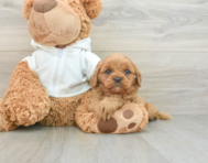 7 week old Cavapoo Puppy For Sale - Pilesgrove Pups