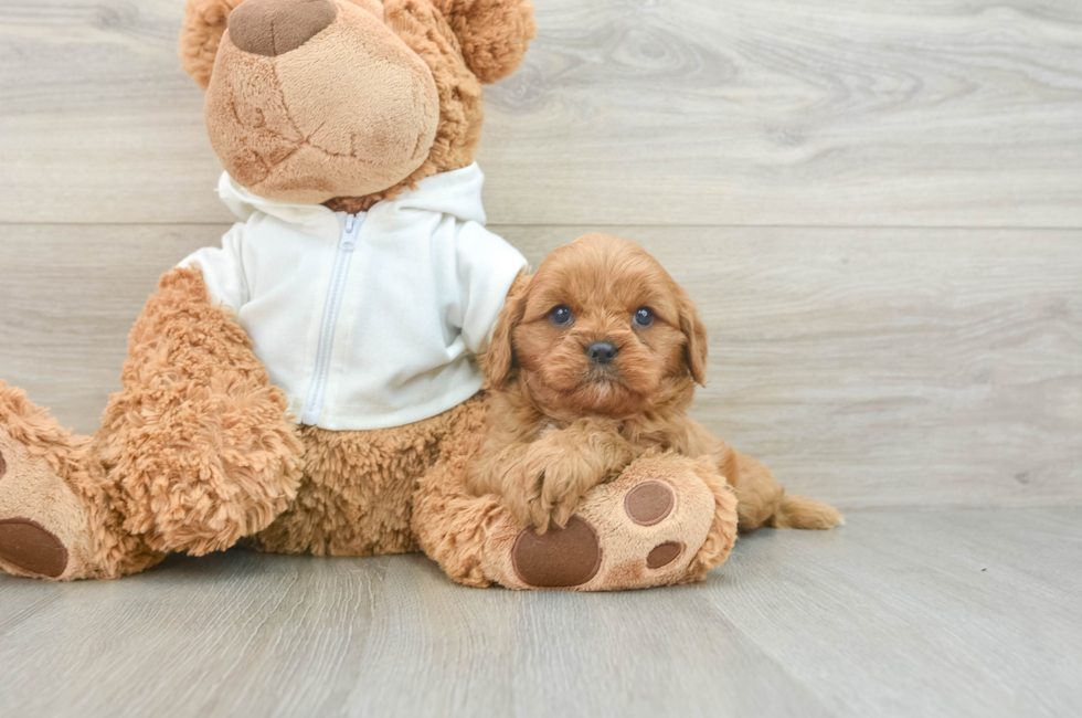 7 week old Cavapoo Puppy For Sale - Pilesgrove Pups