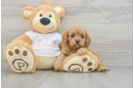 Cavapoo Puppy for Adoption