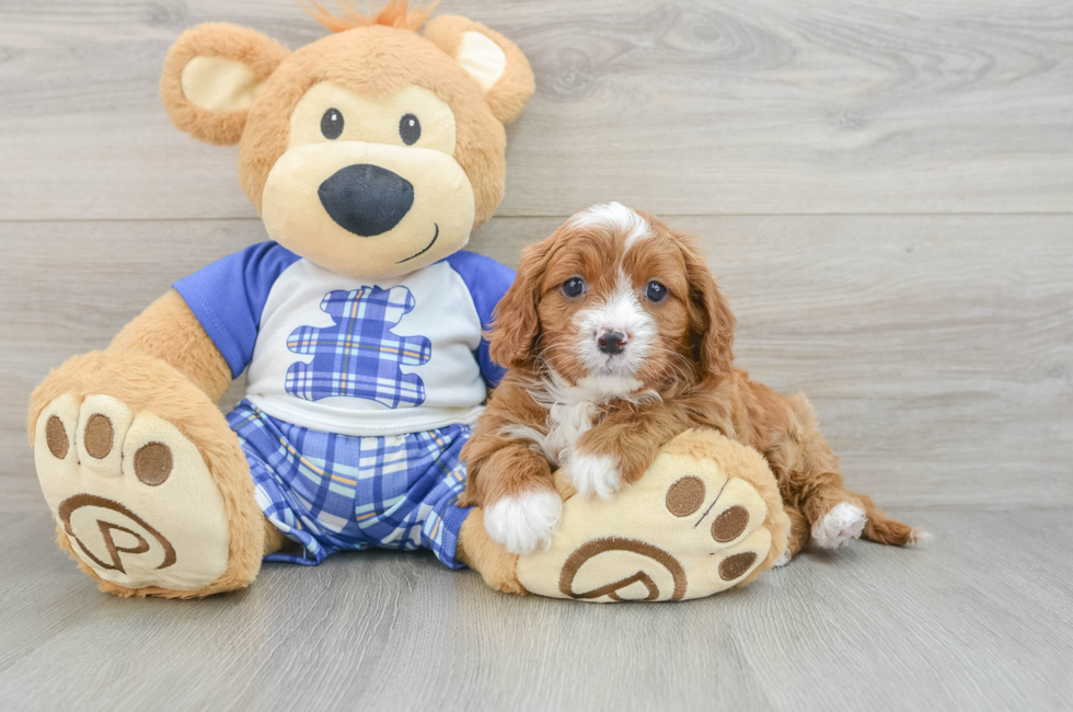 5 week old Cavapoo Puppy For Sale - Pilesgrove Pups
