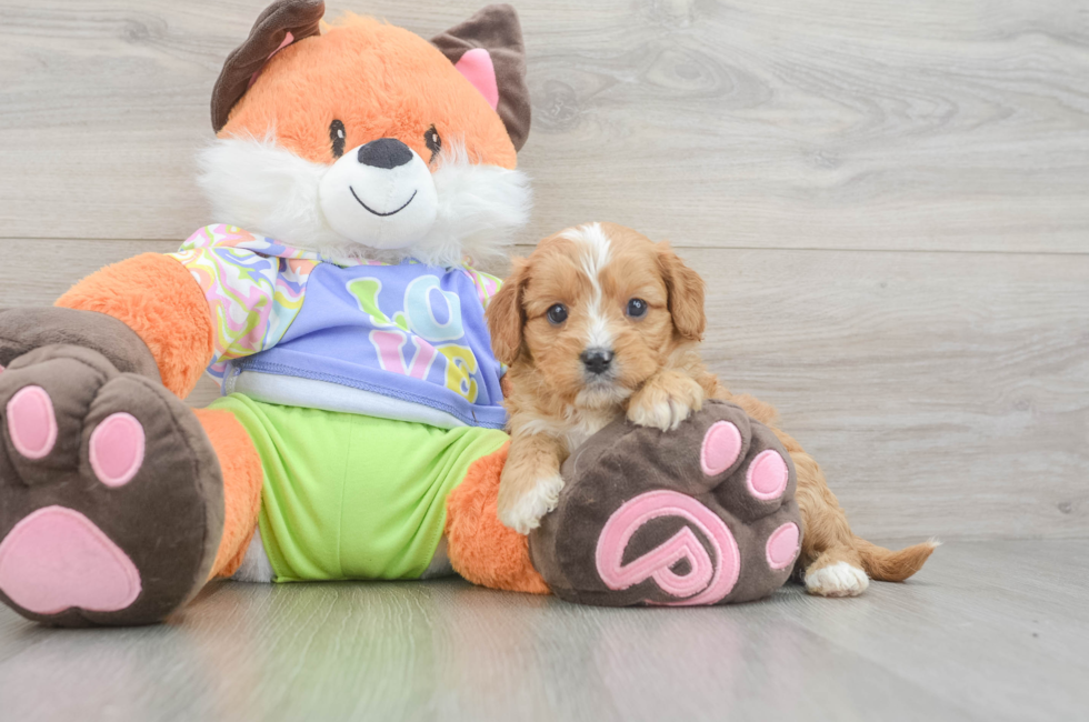 6 week old Cavapoo Puppy For Sale - Pilesgrove Pups