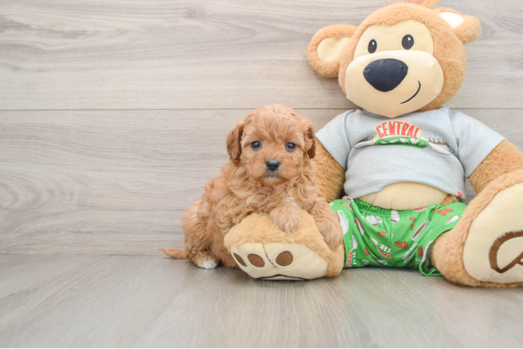 Happy Cavapoo Baby