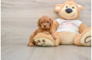 Best Cavapoo Baby