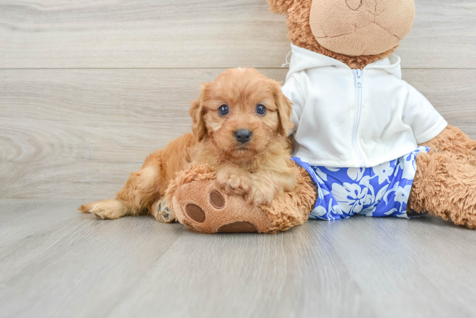 Energetic Cavoodle Poodle Mix Puppy