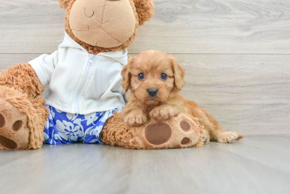 Cavapoo Pup Being Cute