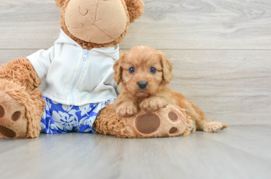 Cavapoo Pup Being Cute