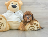 8 week old Cavapoo Puppy For Sale - Pilesgrove Pups