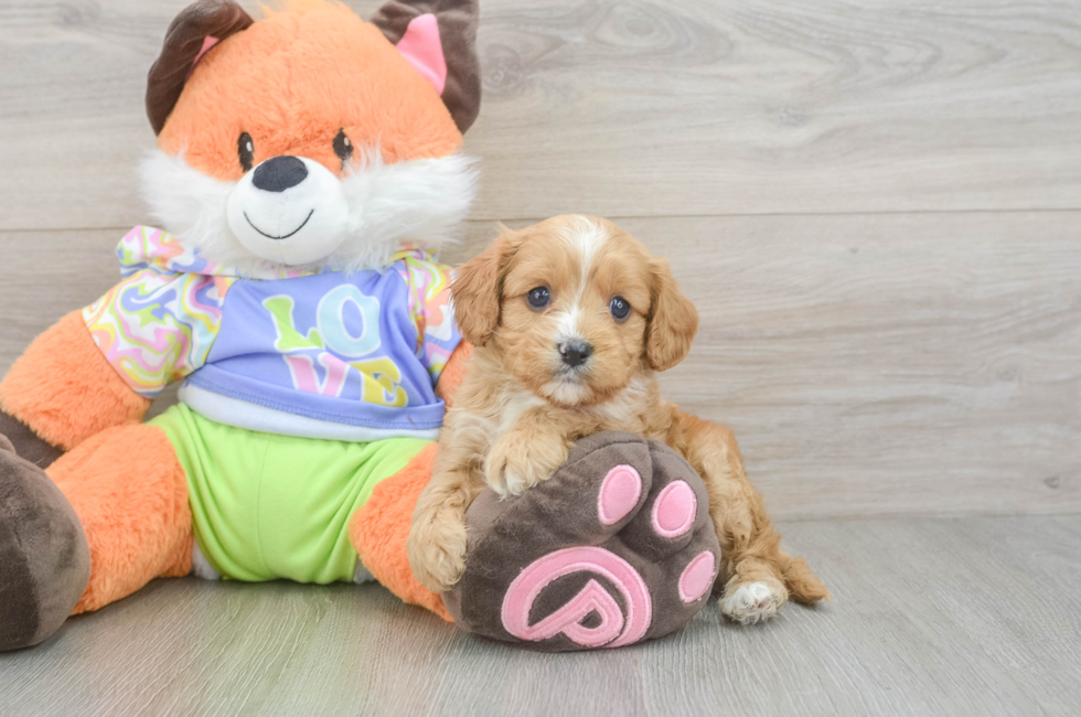 6 week old Cavapoo Puppy For Sale - Pilesgrove Pups