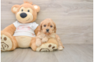 Small Cavapoo Baby
