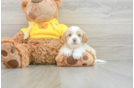 Best Cavapoo Baby