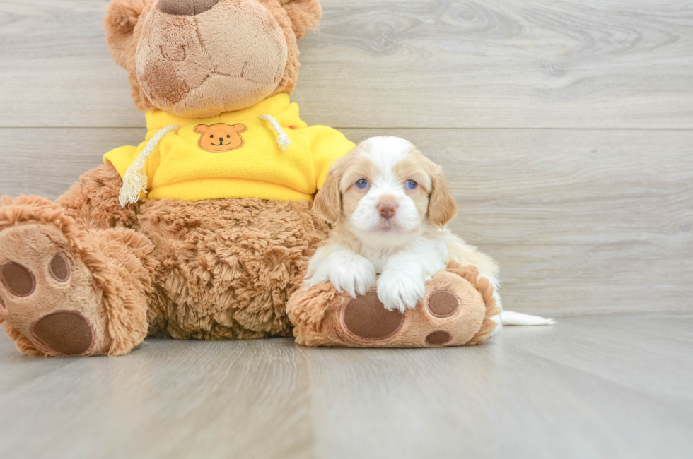 7 week old Cavapoo Puppy For Sale - Pilesgrove Pups