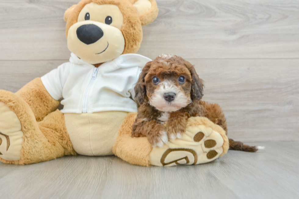 Cavapoo Puppy for Adoption