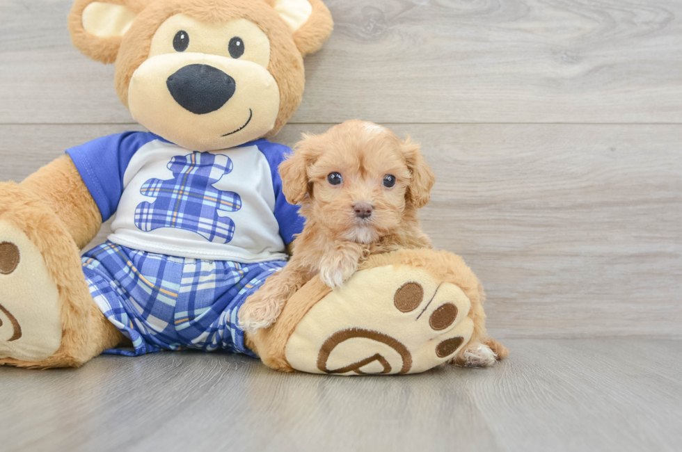 6 week old Cavapoo Puppy For Sale - Pilesgrove Pups