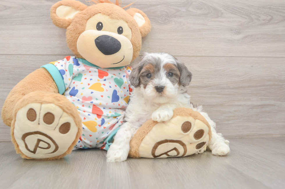 5 week old Cavapoo Puppy For Sale - Pilesgrove Pups