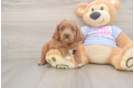 Cavapoo Puppy for Adoption