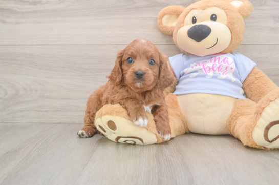 Cavapoo Puppy for Adoption