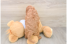Popular Cavapoo Poodle Mix Pup