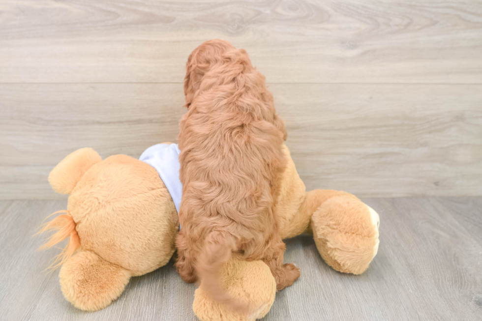 Popular Cavapoo Poodle Mix Pup