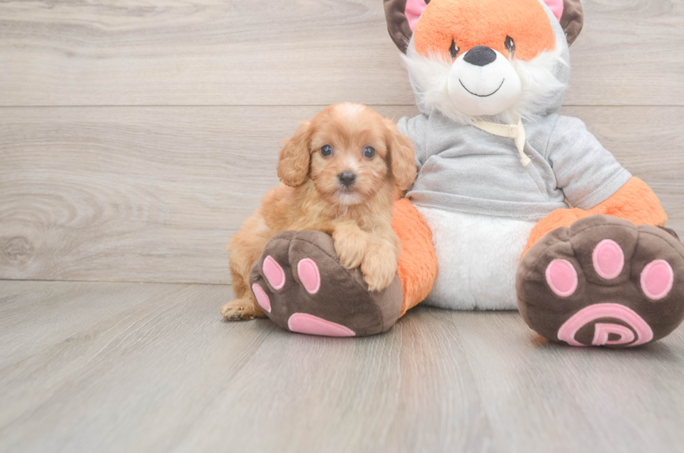 5 week old Cavapoo Puppy For Sale - Pilesgrove Pups