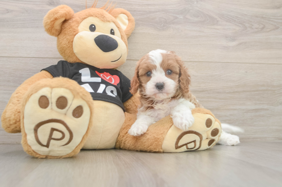 6 week old Cavapoo Puppy For Sale - Pilesgrove Pups