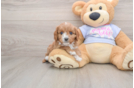 Cavapoo Pup Being Cute