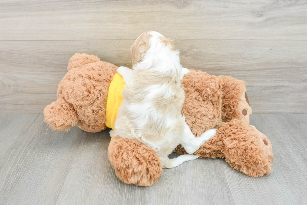 Adorable Cavalier King Charles Spaniel and Poodle Mix Poodle Mix Puppy