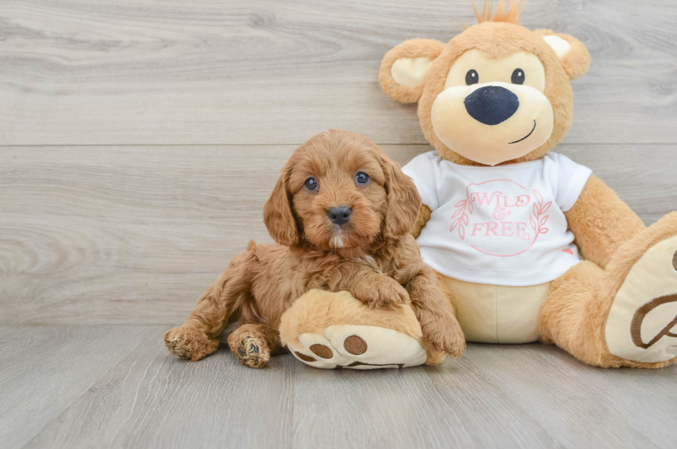 6 week old Cavapoo Puppy For Sale - Pilesgrove Pups