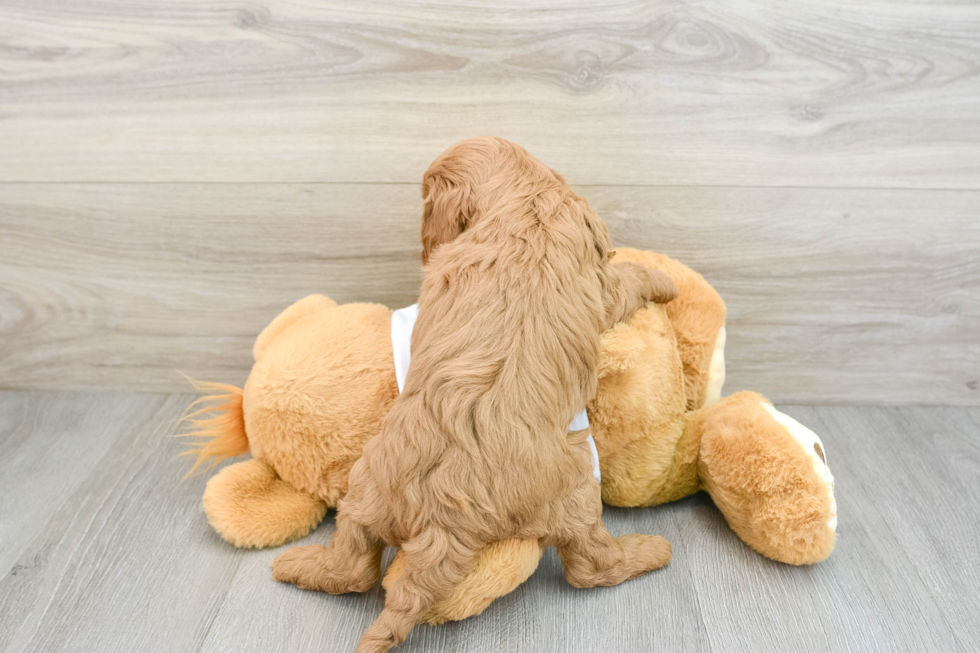 Energetic Cavoodle Poodle Mix Puppy