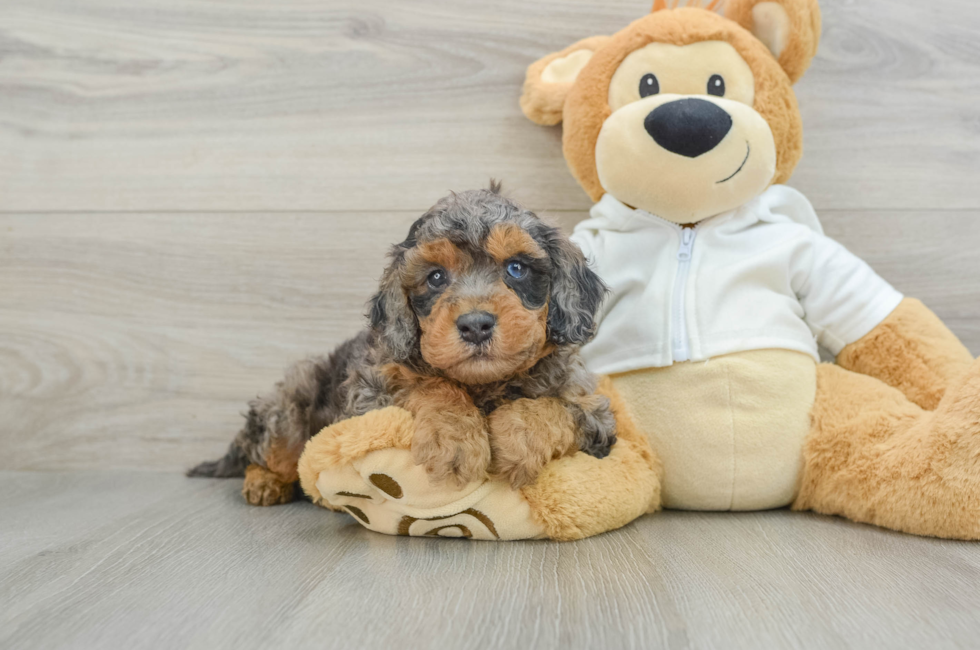 6 week old Cavapoo Puppy For Sale - Pilesgrove Pups