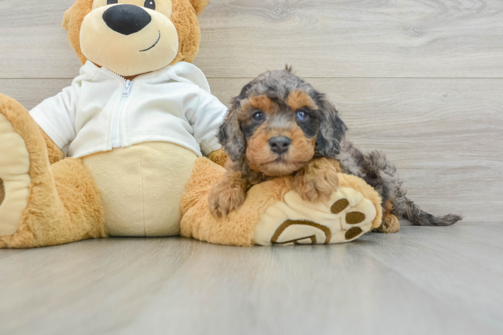 Cavapoo Puppy for Adoption