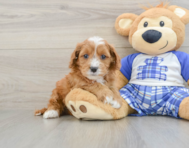 8 week old Cavapoo Puppy For Sale - Pilesgrove Pups