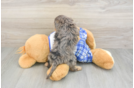 Fluffy Cavapoo Poodle Mix Pup