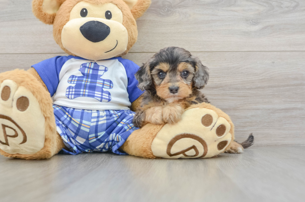 6 week old Cavapoo Puppy For Sale - Pilesgrove Pups