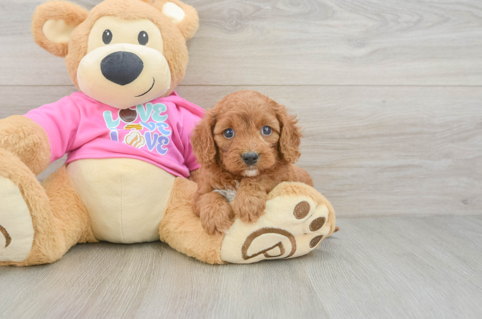 5 week old Cavapoo Puppy For Sale - Pilesgrove Pups