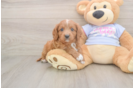 Cavapoo Puppy for Adoption