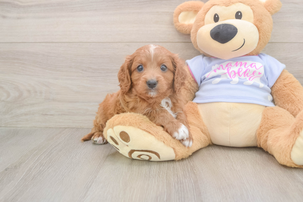 Cavapoo Puppy for Adoption