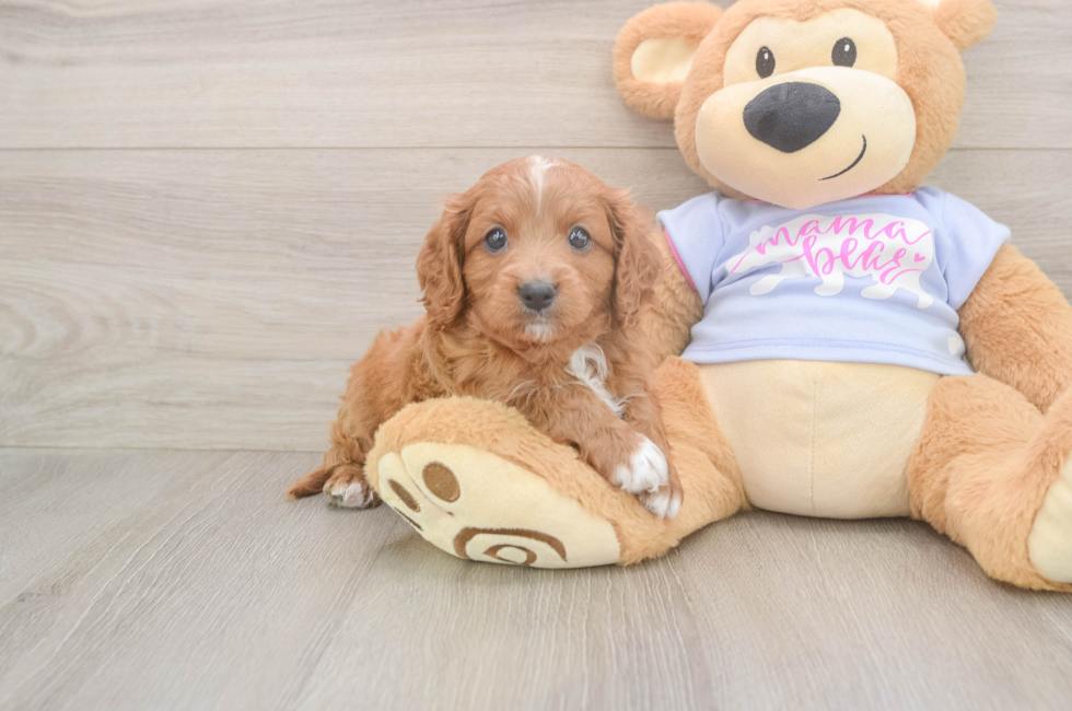 5 week old Cavapoo Puppy For Sale - Pilesgrove Pups