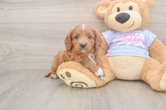 Cavapoo Puppy for Adoption