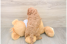 Best Cavapoo Baby